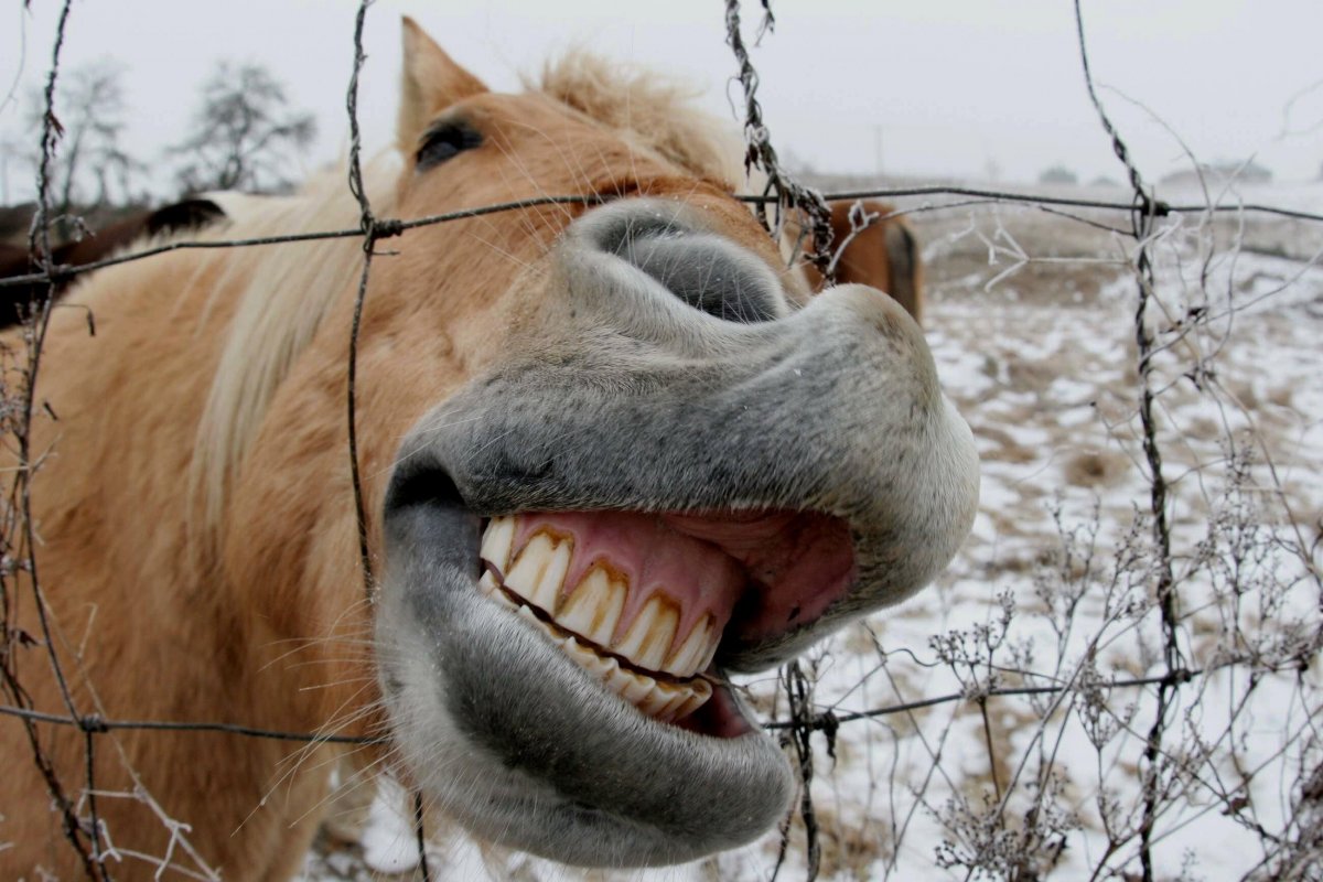 Улыбка лошади