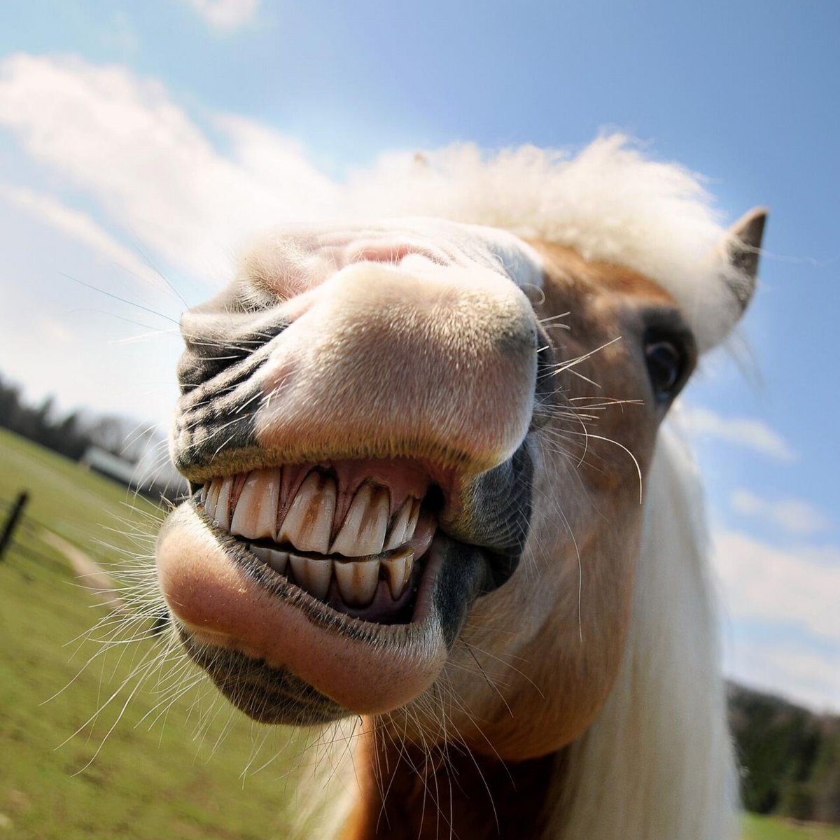 Самые смешные лошади