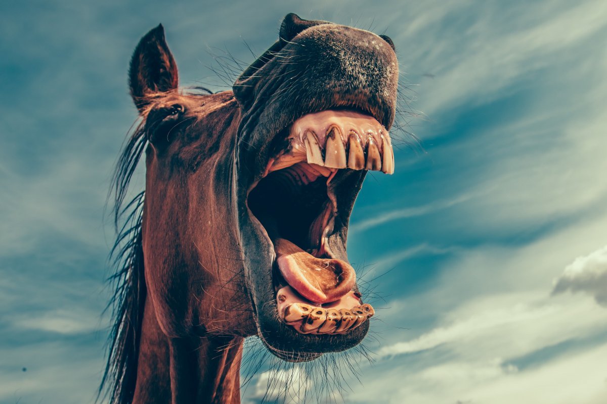 Счастливый конь