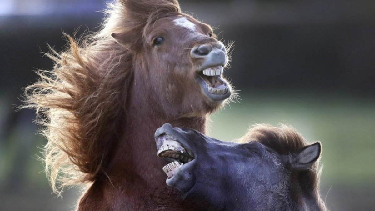 Конь улыбается