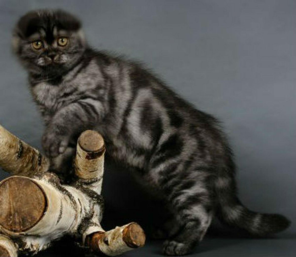 Шотландская вислоухая кошка мраморная черная