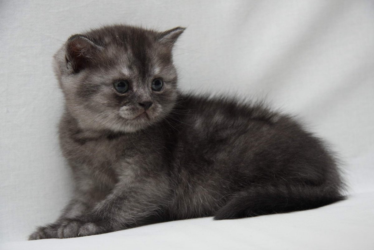 Британская скоттиш страйт черный дым