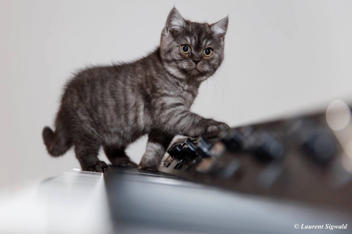 Шотландский скоттиш страйт черный