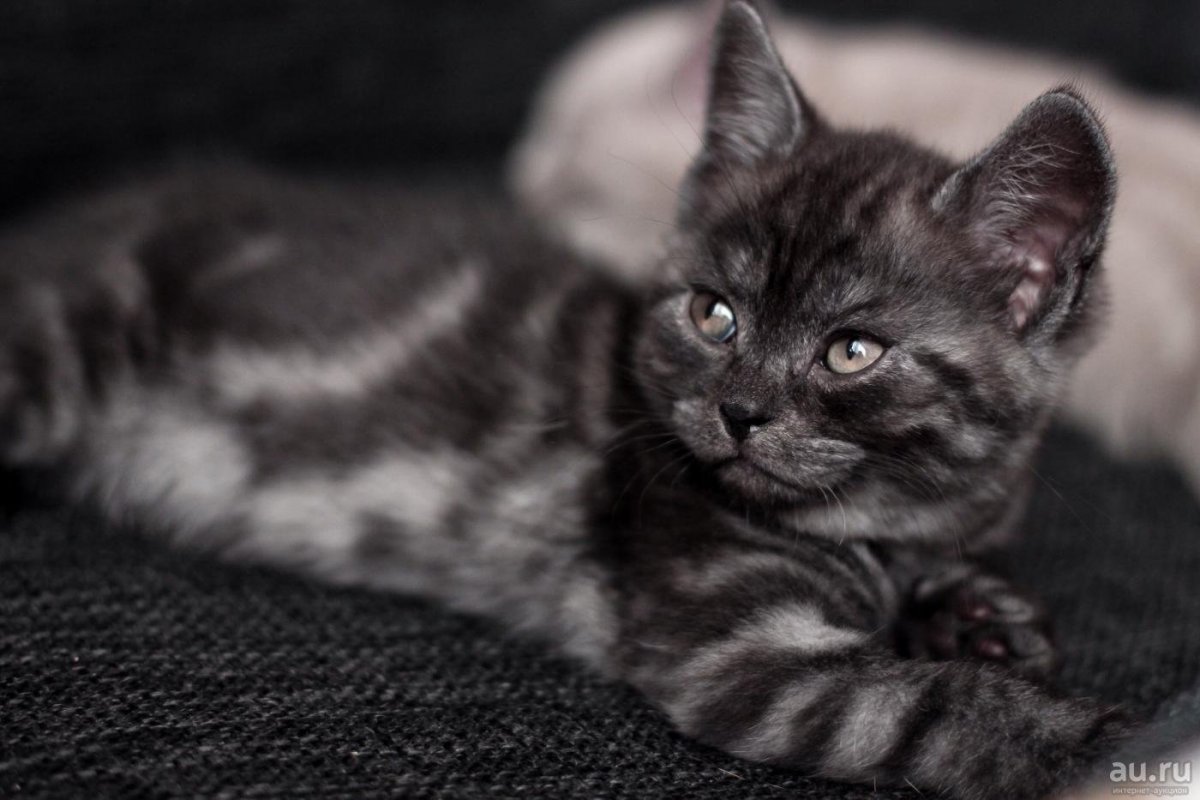 Скоттиш черный дым