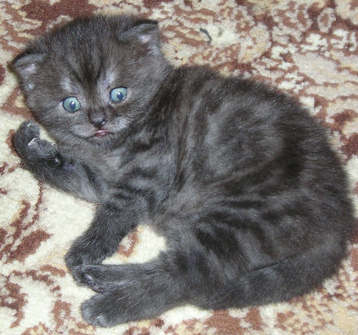 Скоттиш фолд эбони