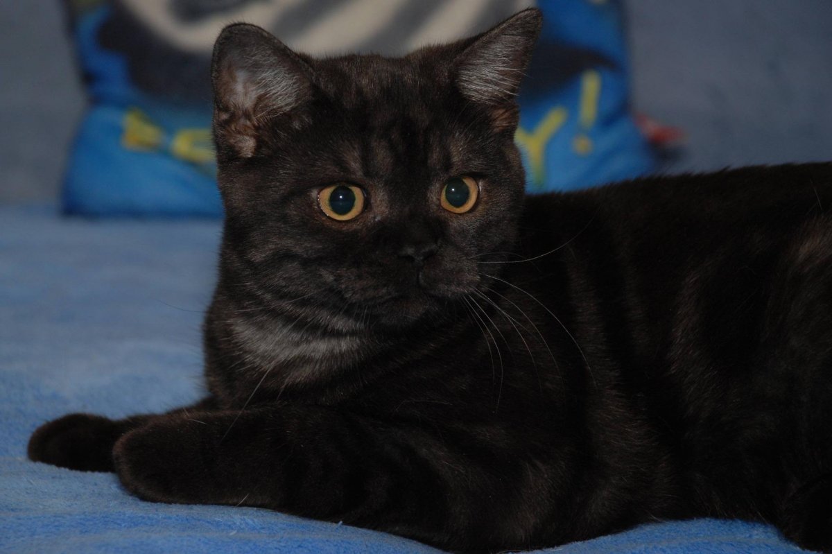 Скоттиш страйт черный