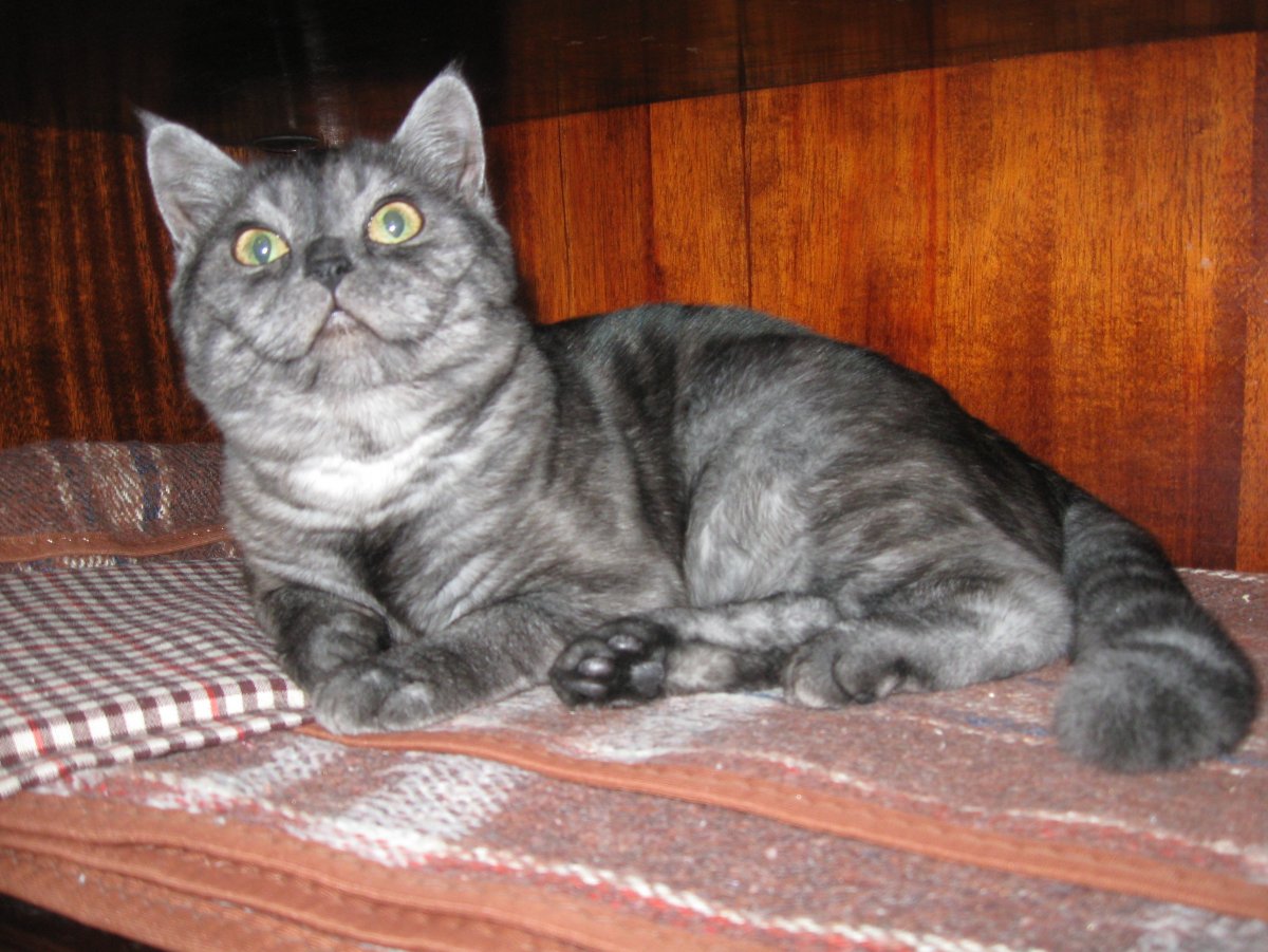 Шотландская кошка прямоухая дымчатая