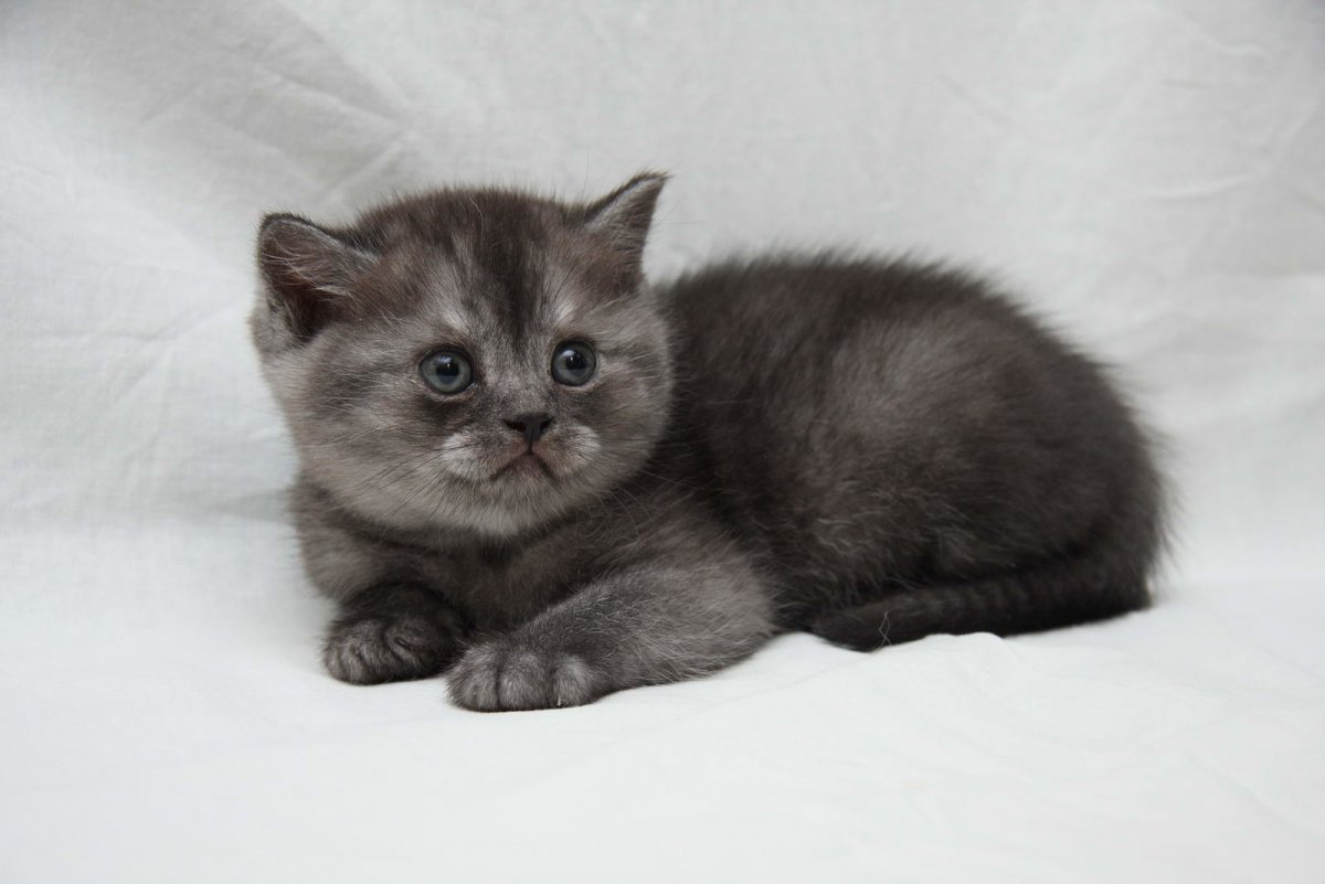 Шотландская вислоухая кошка окрасы