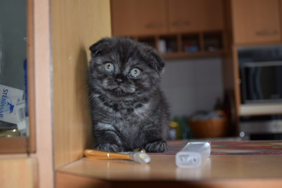 Скоттиш-фолд Шотландская черный дым
