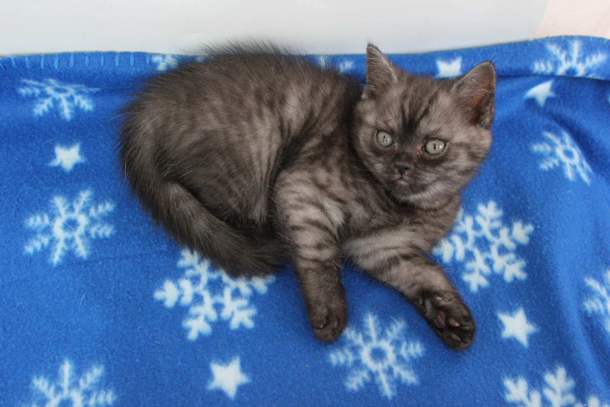 Кот британец дымчатый черный