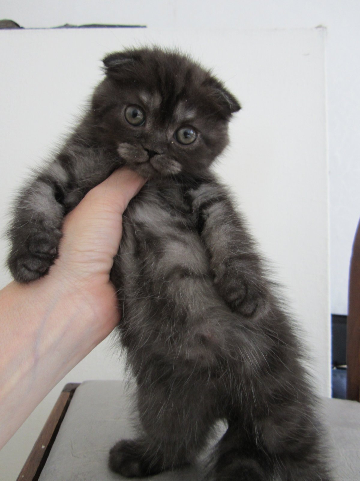 Шотландская вислоухая черный дым