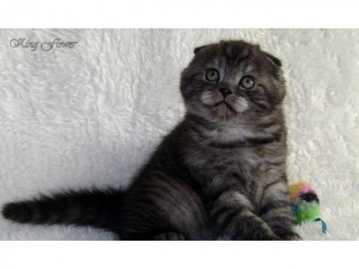 Шотландские котята прямоухие черный дым