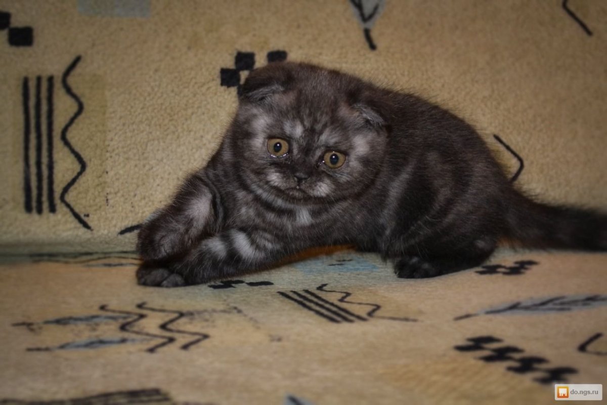 Скоттиш фолд черный дым