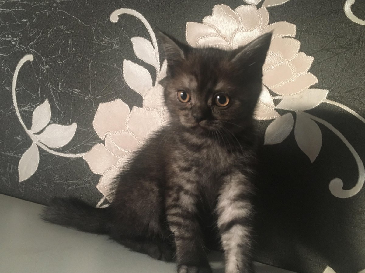 Шотландские котята прямоухие черный дым