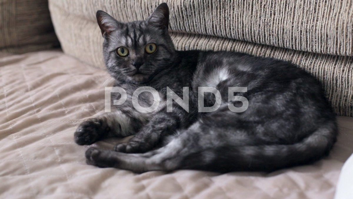 Азиатская табби черный дым