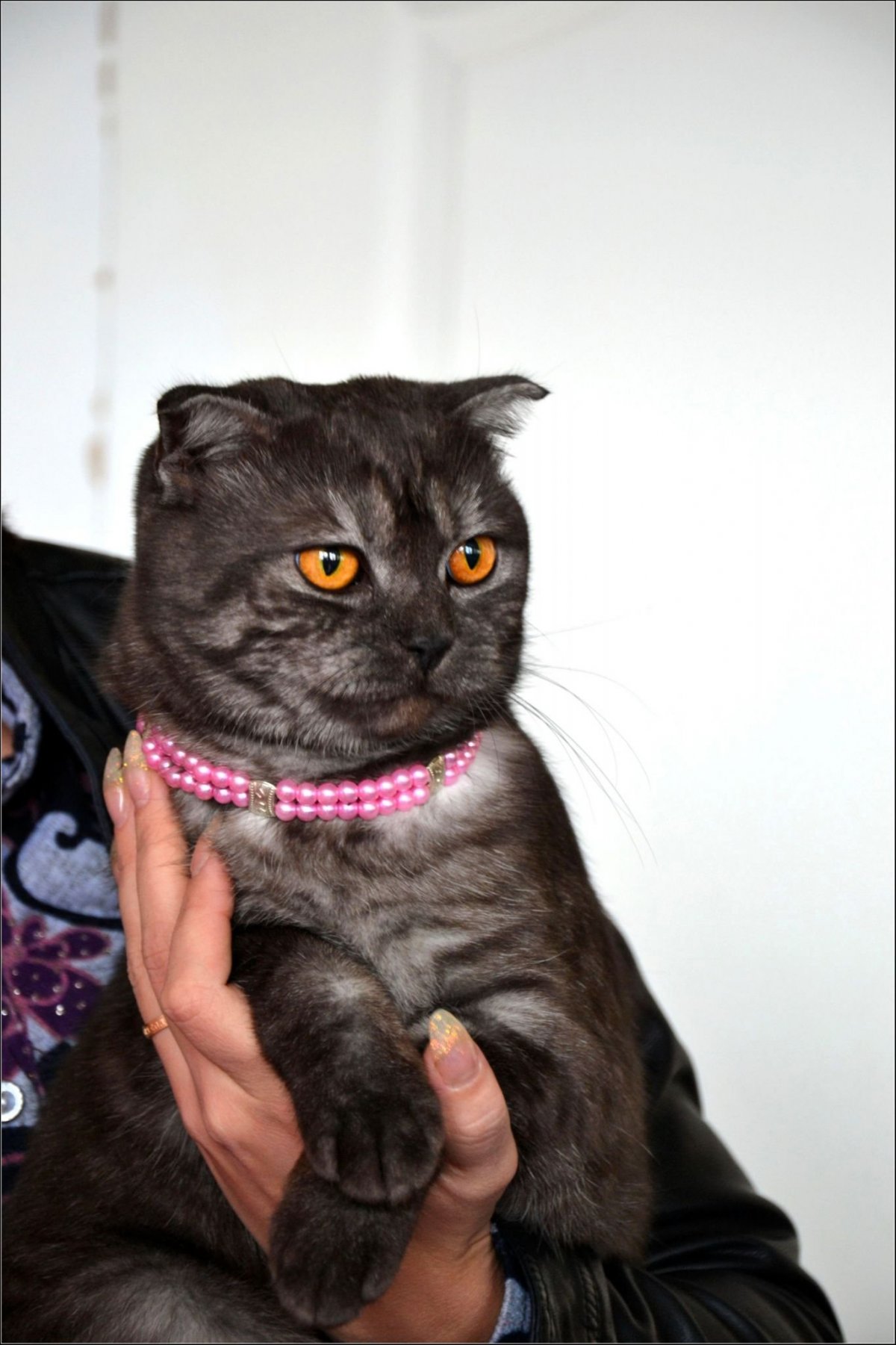 Шотландский скоттиш страйт черный