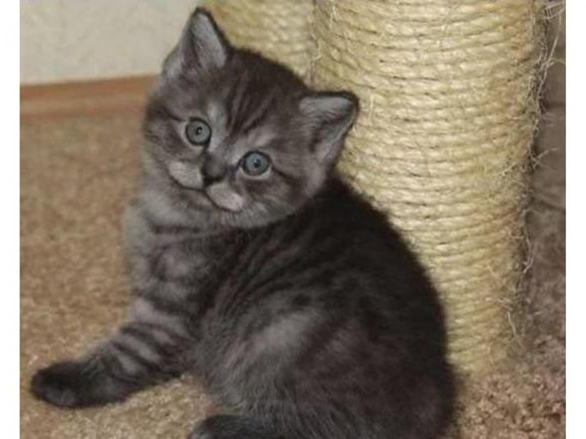 Шотландские котята прямоухие черные