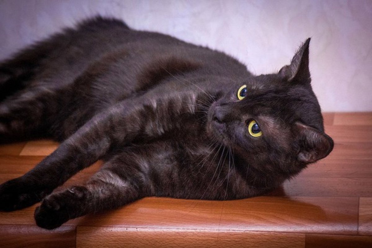 Дымчатый котенок британец