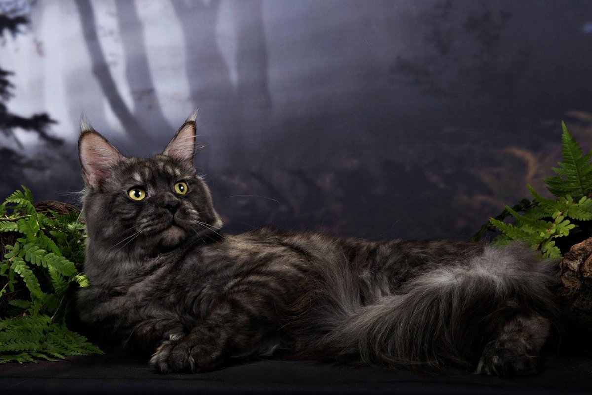 Британские котята дымчатые