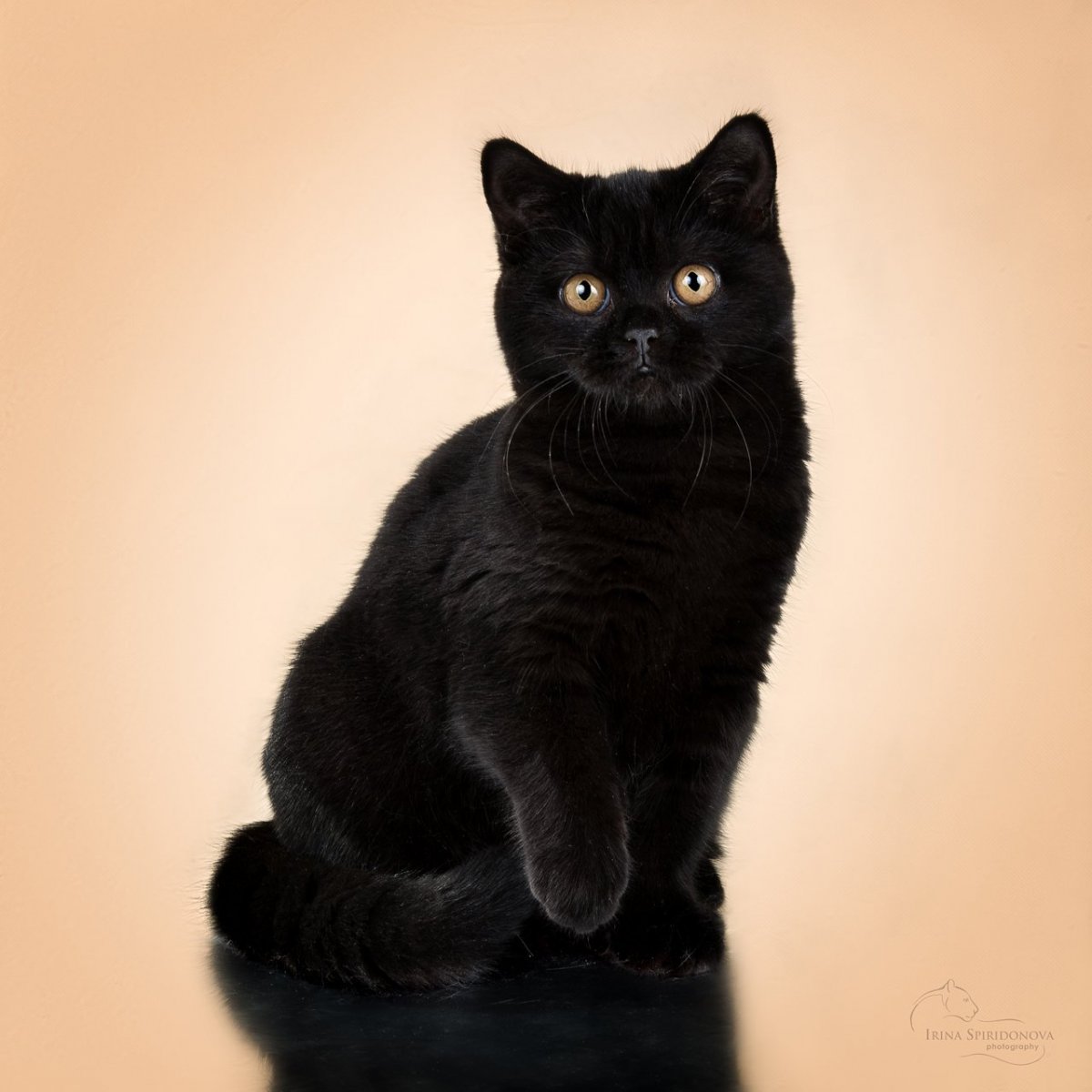 Котенок британец черный дым