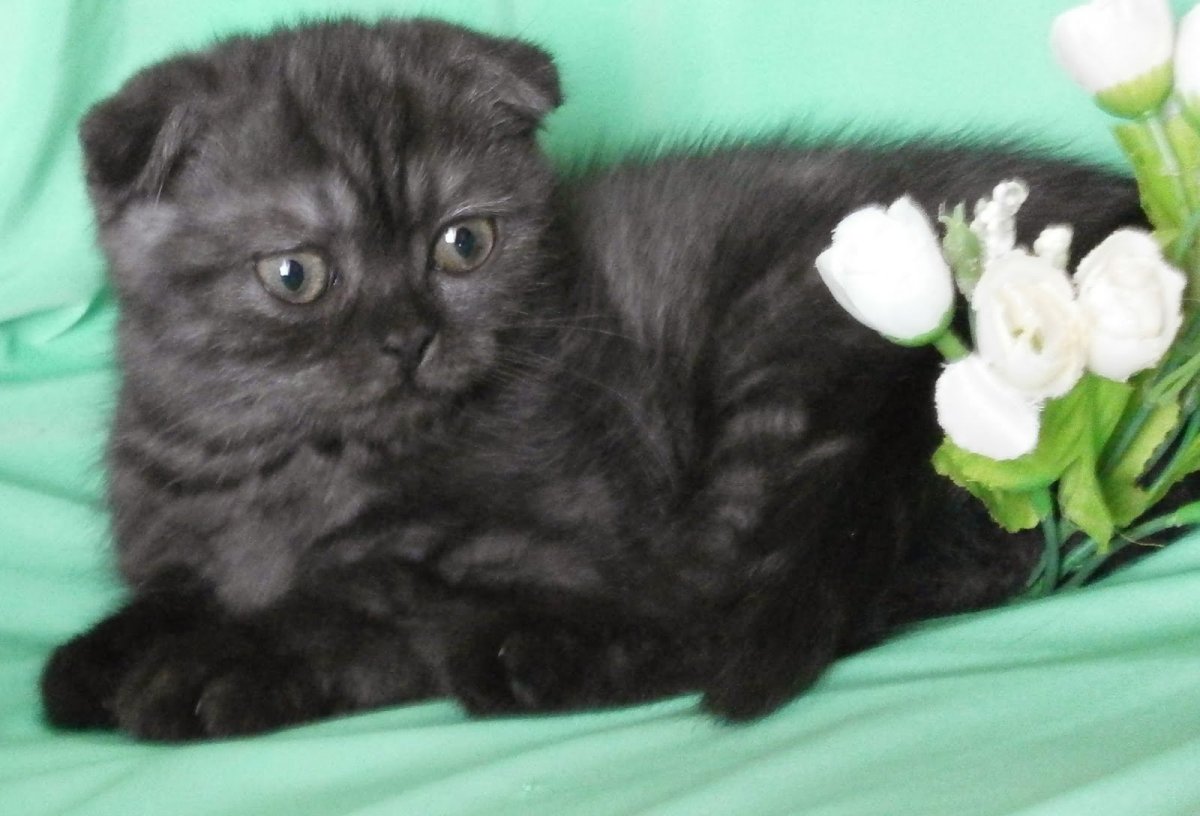 Шотландская вислоухая кошка дымчатая черная