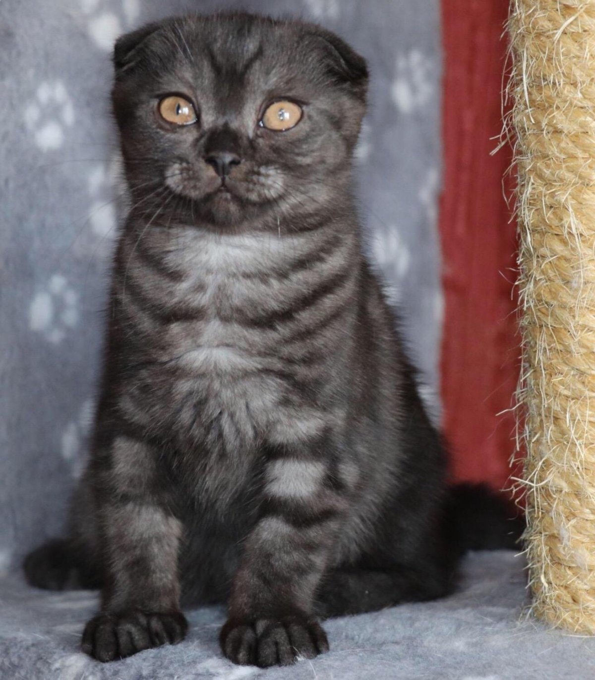 Шотландский вислоухий эбони