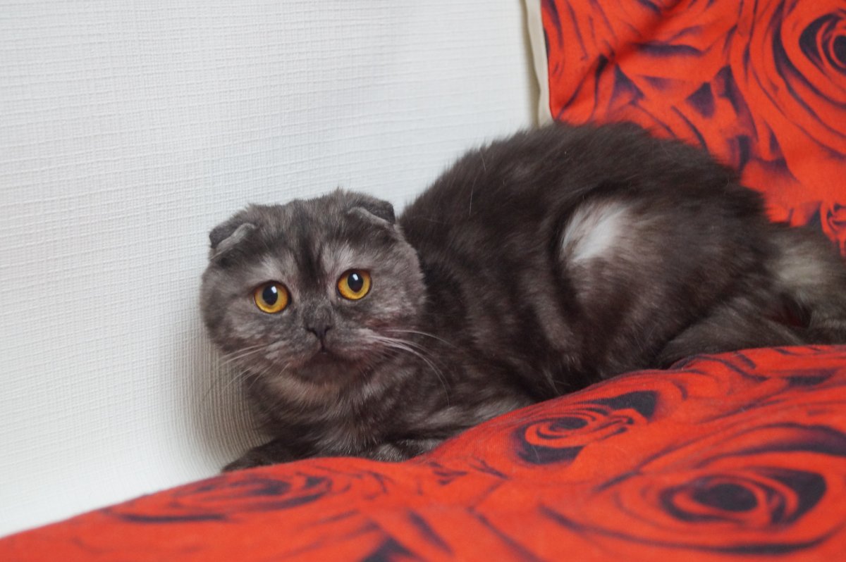 Скоттиш фолд эбони