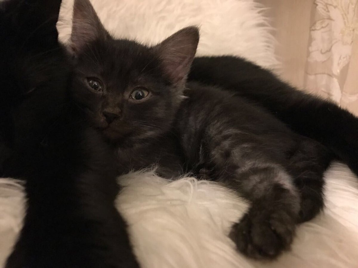 Скоттиш фолд вислоухий черный