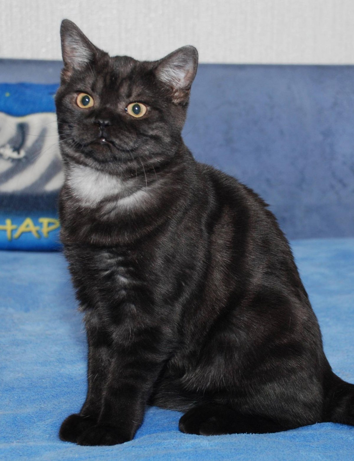 Азиатская табби черный дым