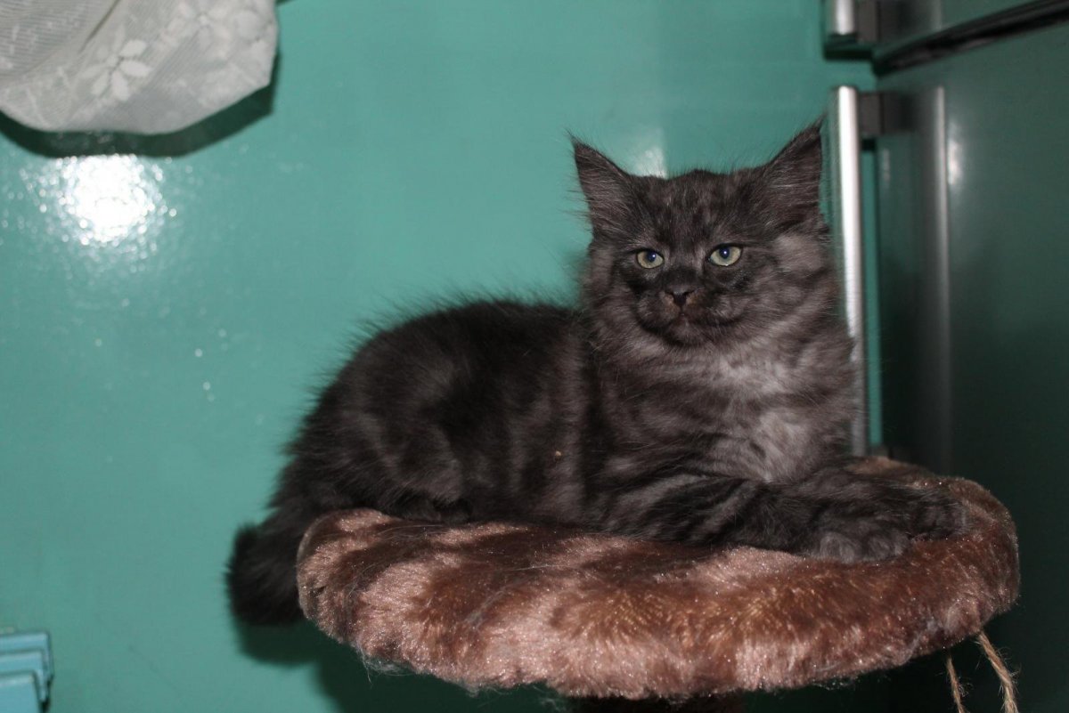 Британская короткошёрстная кошка черная