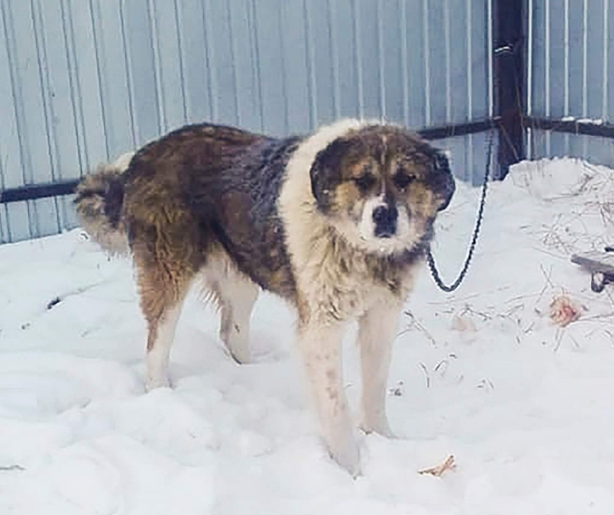 Метис кавказца и алабая