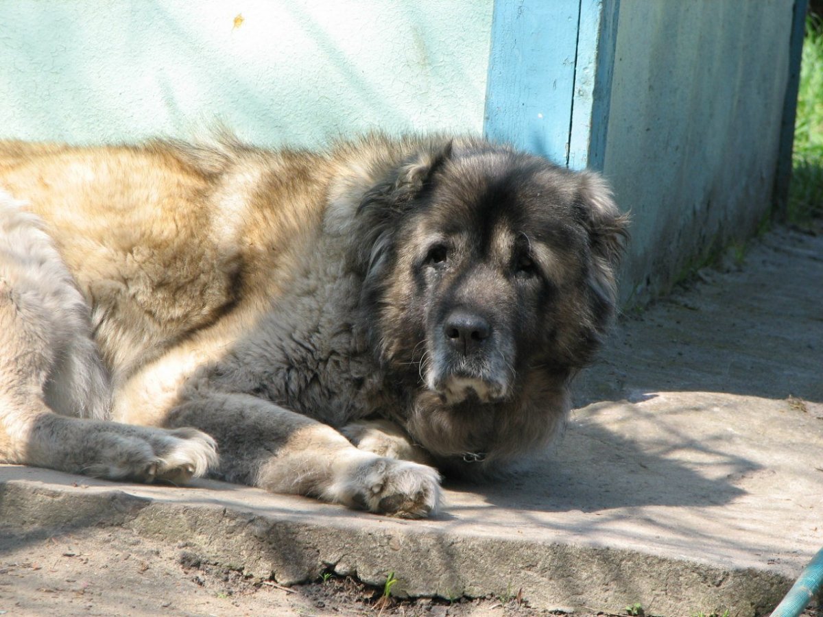 Метис овчарки и алабая