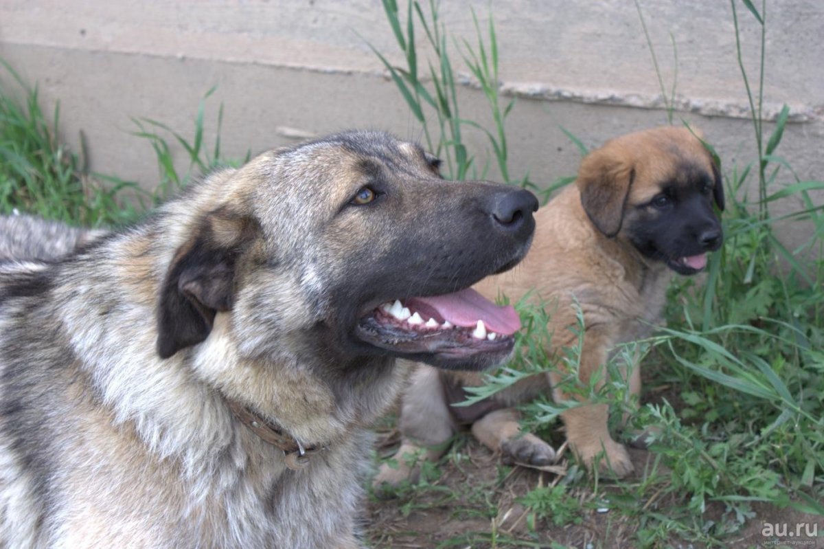 Кавказский волкодав кангал