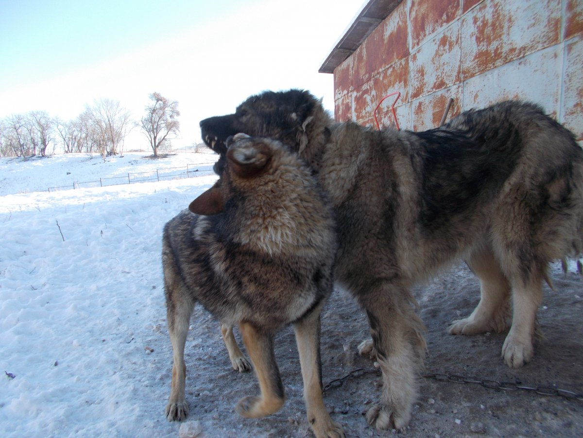 Помесь кавказской овчарки и алабая