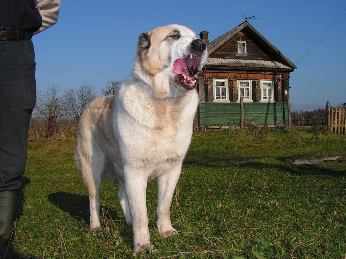 Алабай и Кавказская овчарка