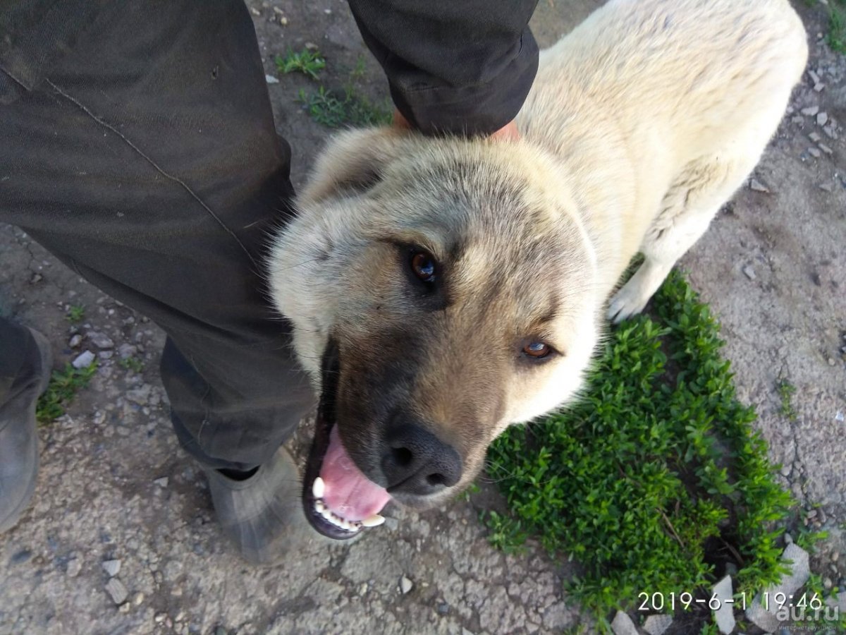 Кавказская и Среднеазиатская овчарка