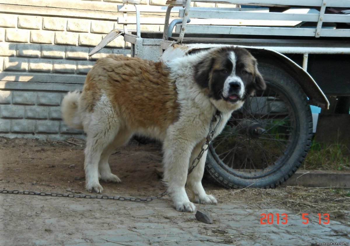 Персидская овчарка