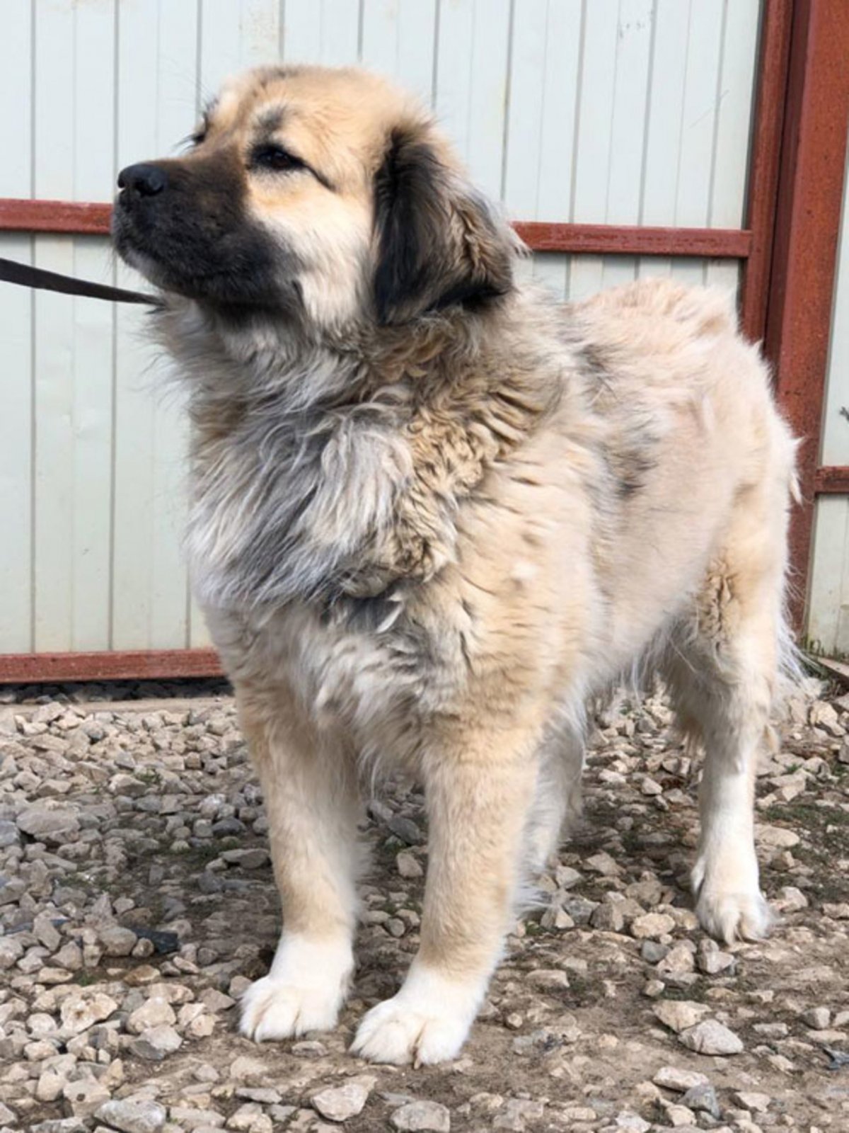 Алабай метис с овчаркой