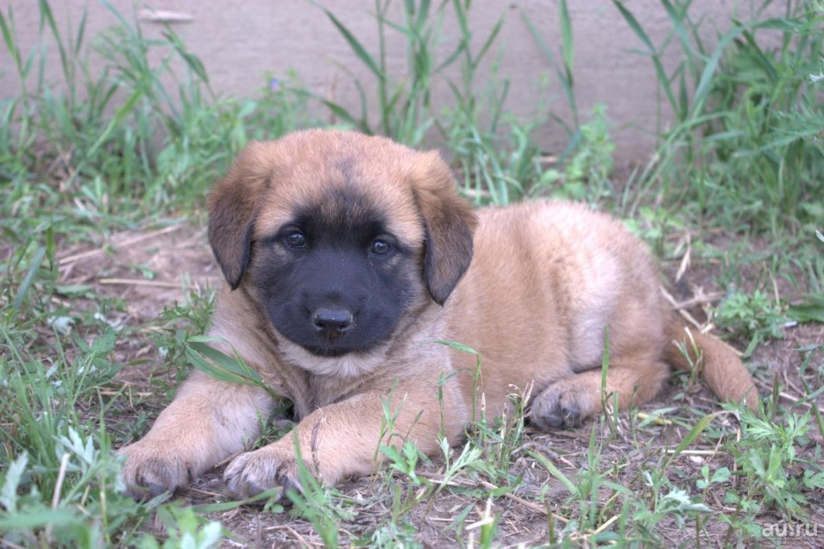 Метис кавказца и алабая