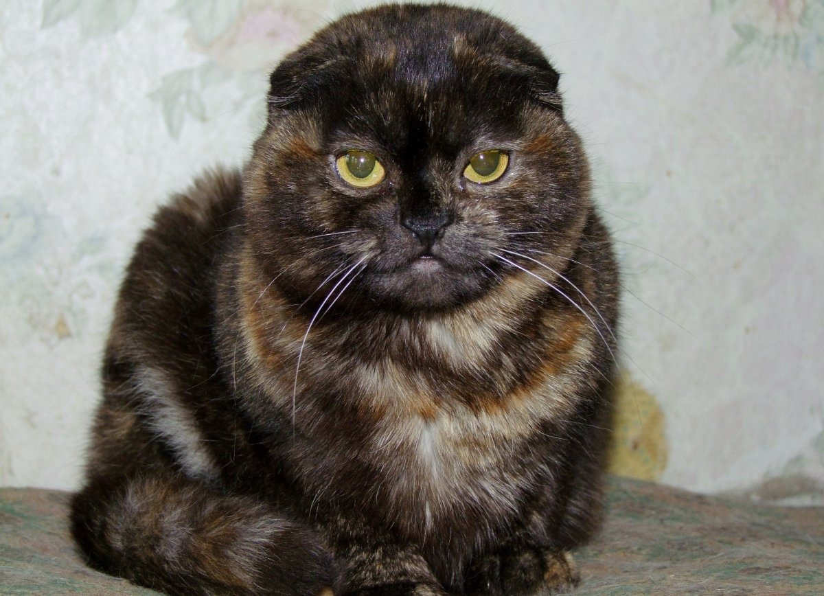 Шотландская кошка черепаховый окрас клички