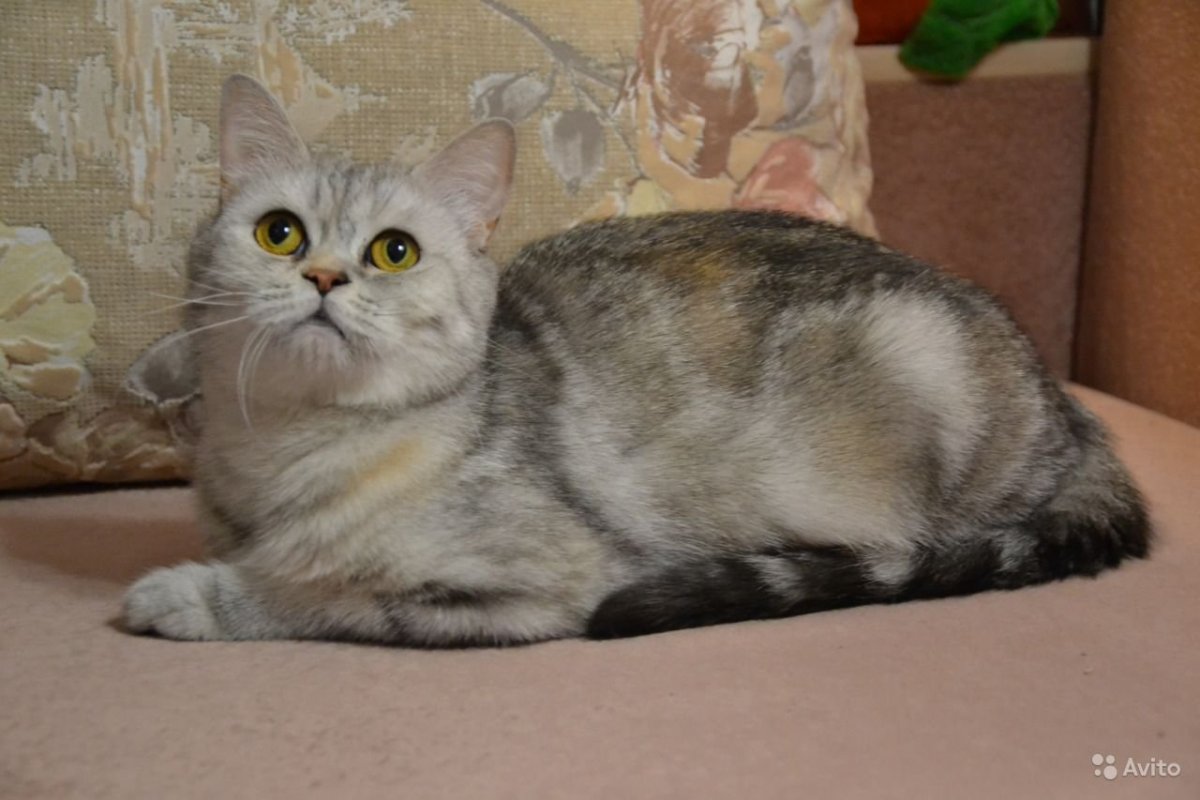 Сибирская черепаховая кошка