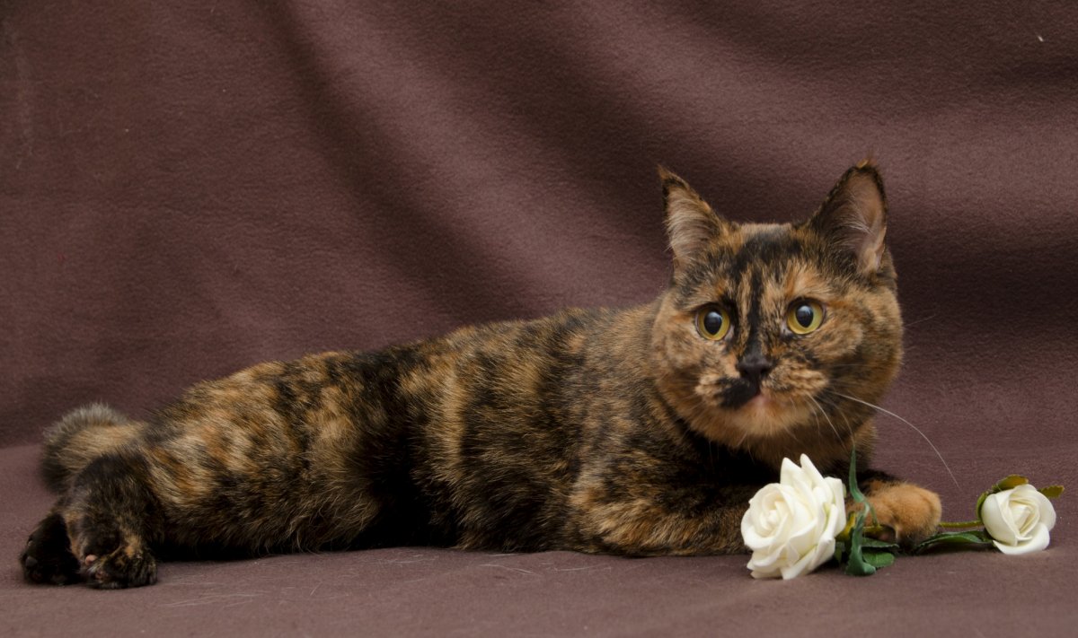 Британская кошка черепаховый окрас