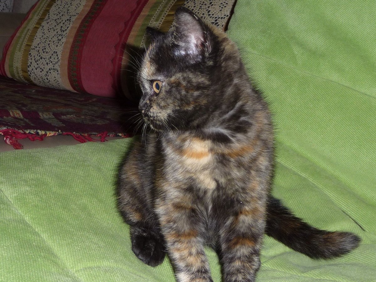 Вислоухая черепаховая кошка