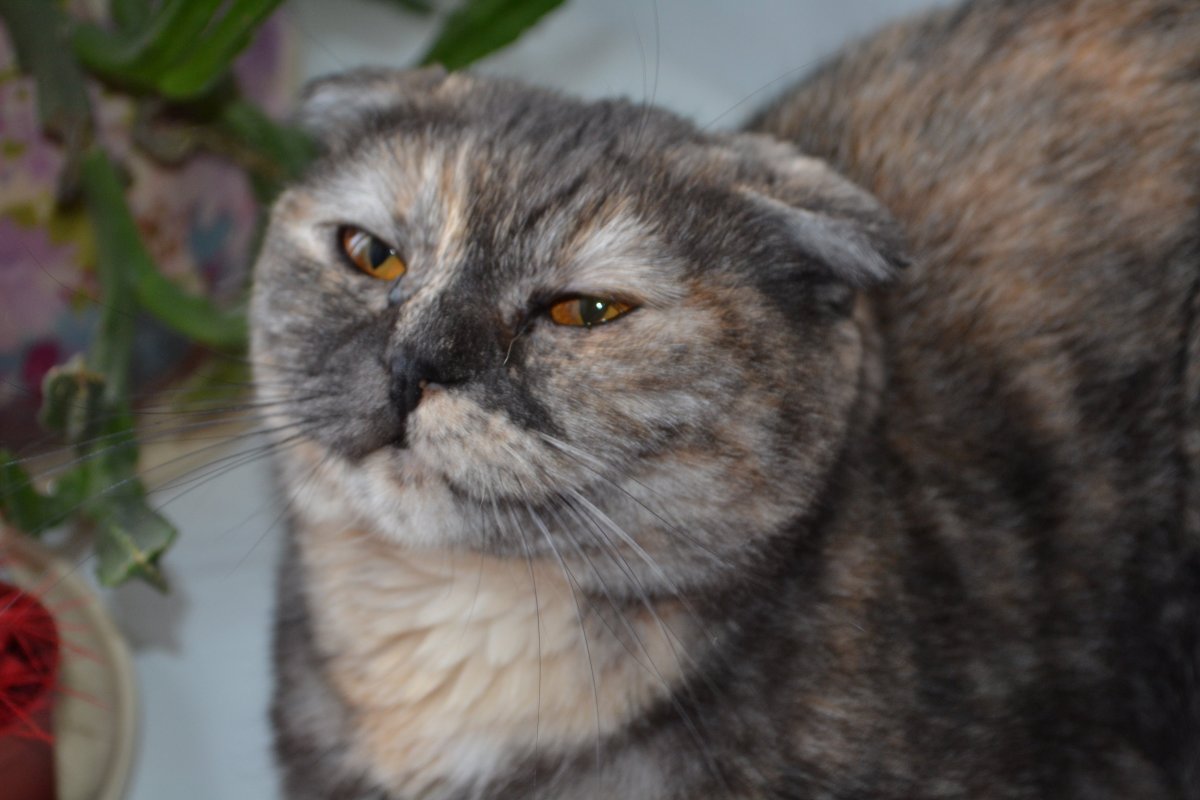 Вислоухая кошка черепаховая серая Шотландская