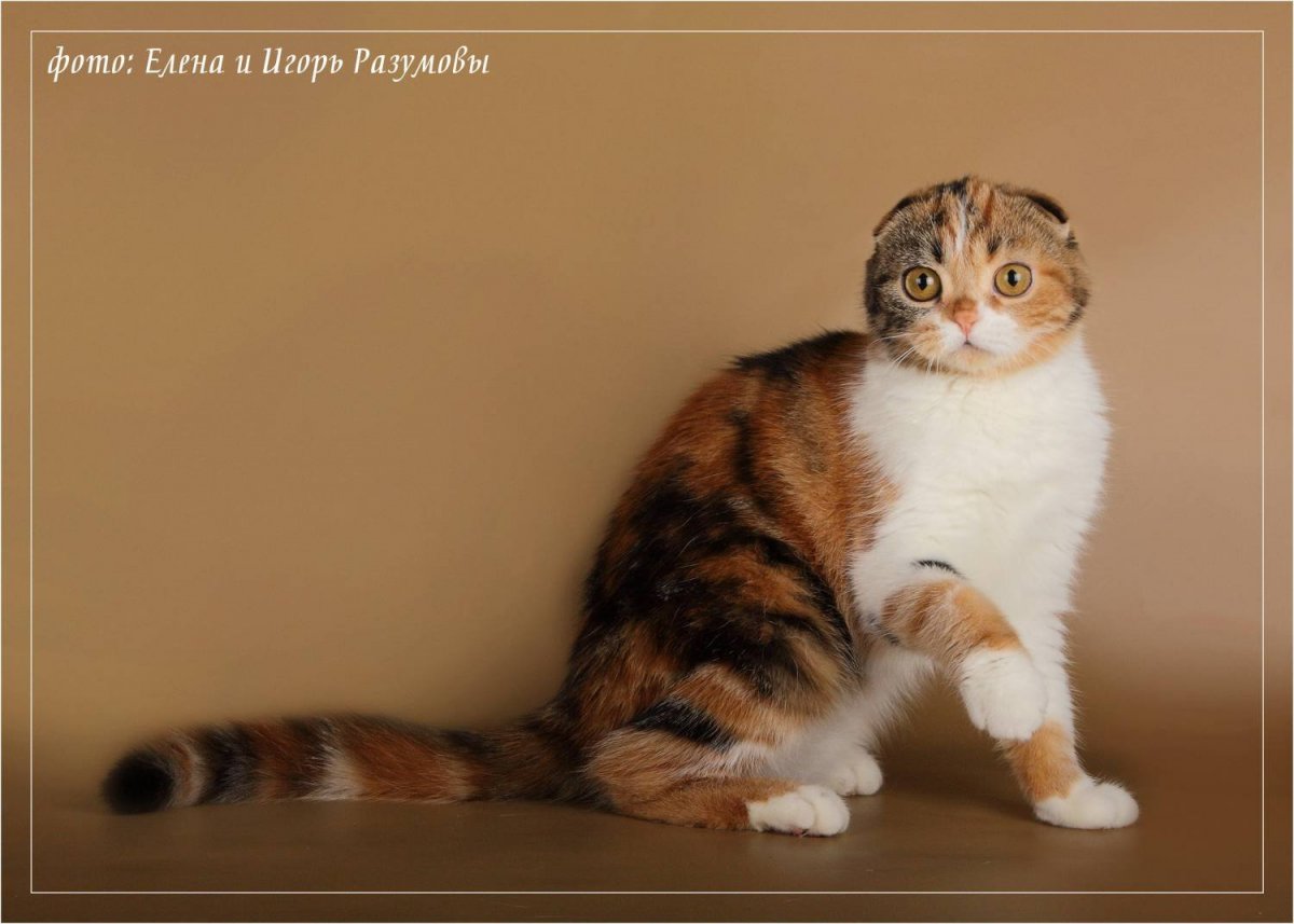 Скоттиш фолд черепаховый тикированный
