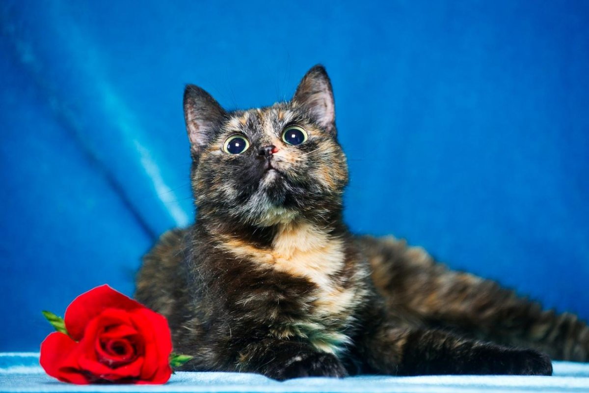 Лиловый черепаховый окрас кошки