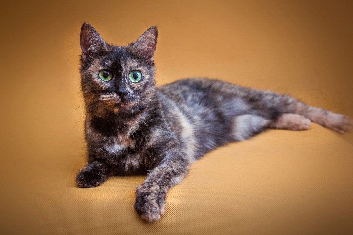 Шотландский скоттиш страйт Черепаший