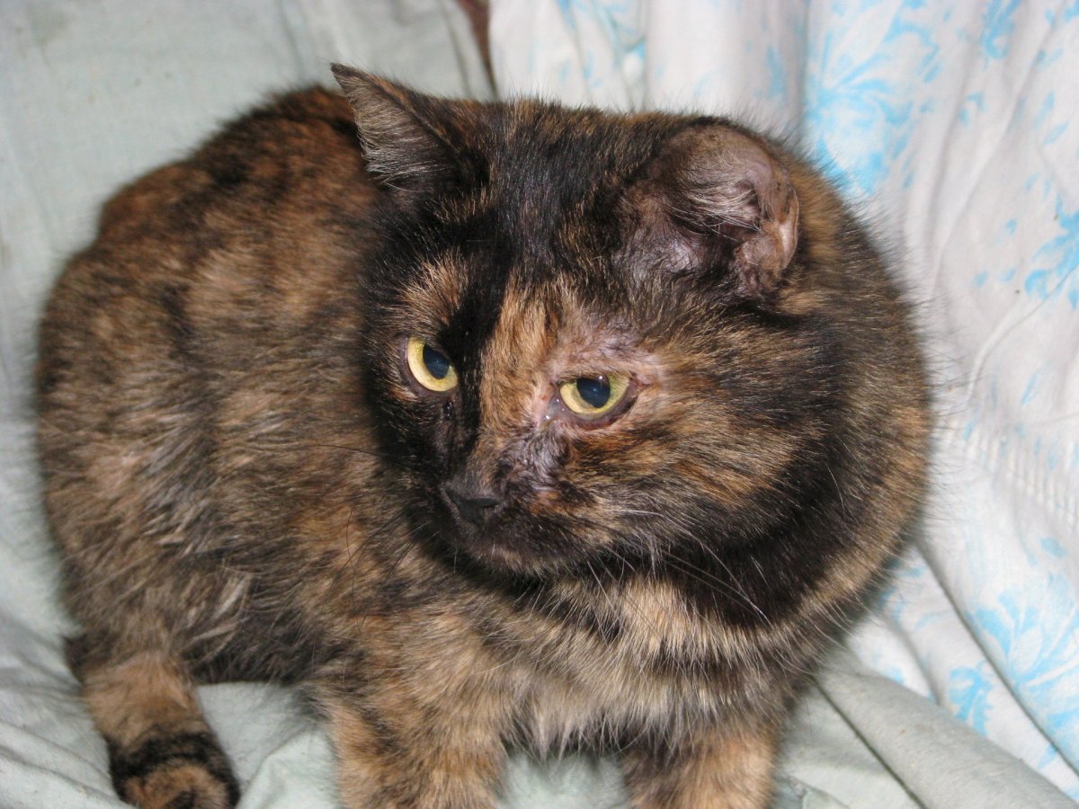 Скоттиш фолд Калико