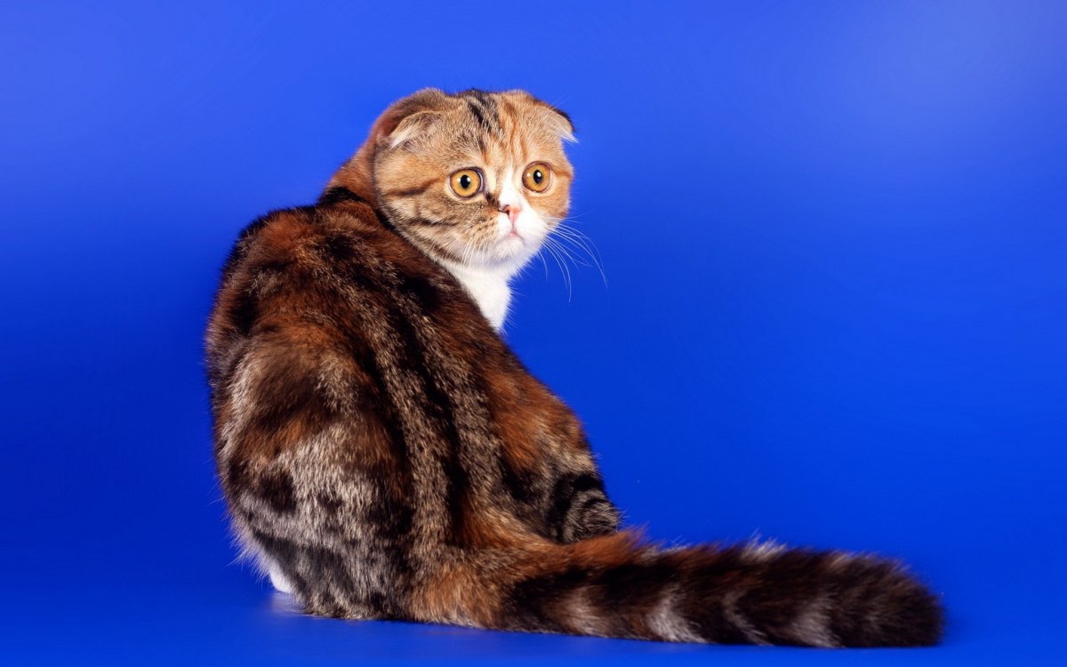 Шотландская вислоухая кошка черепаховая