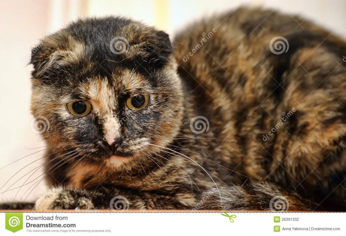 Скоттиш фолд Калико